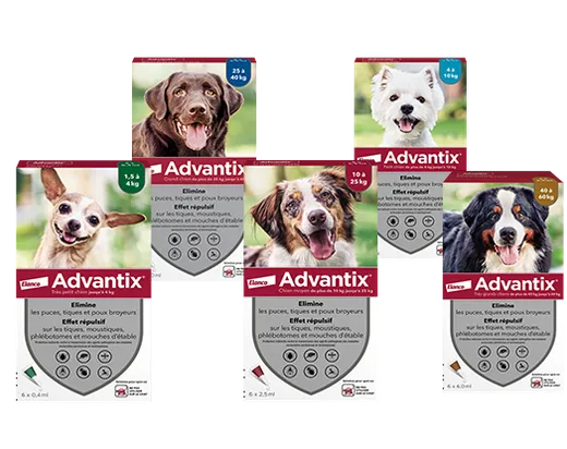 Boîtes de pipettes Advantix pour chiens, contenant de la perméthrine toxique pour le chat