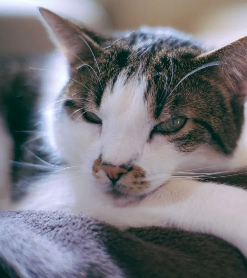 Un chat tigré allongé sur une couverture à la maison