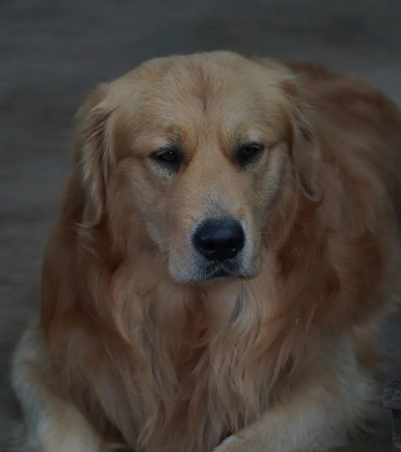 Un golden retriever se repose à l’intérieur de la maison